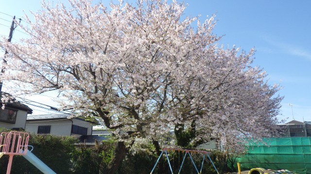 本日の校庭の桜の様子