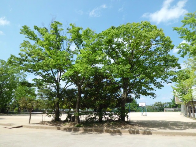 ５月１７日の欅１.JPG